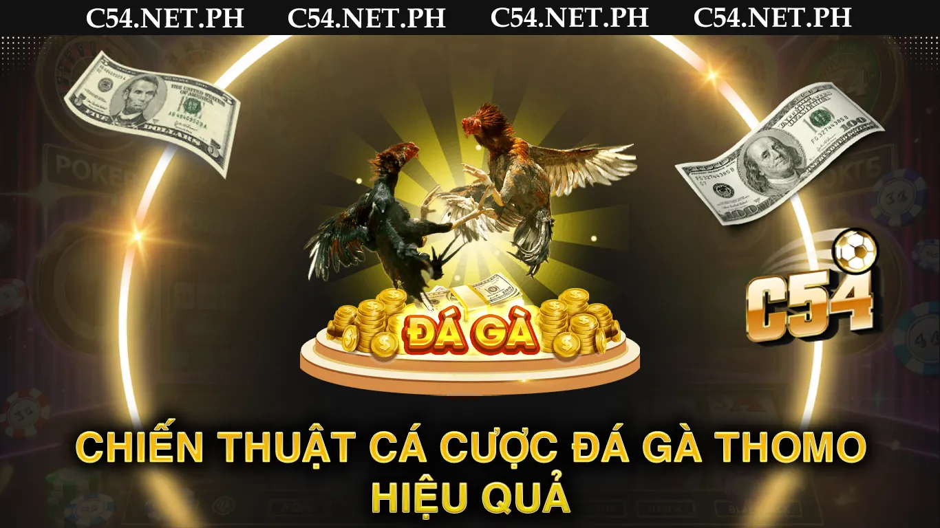 Chiến thuật cá cược đá gà thomo hiệu quả